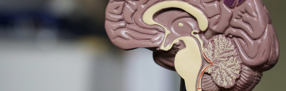 乙酰胆碱、多巴胺和血清素