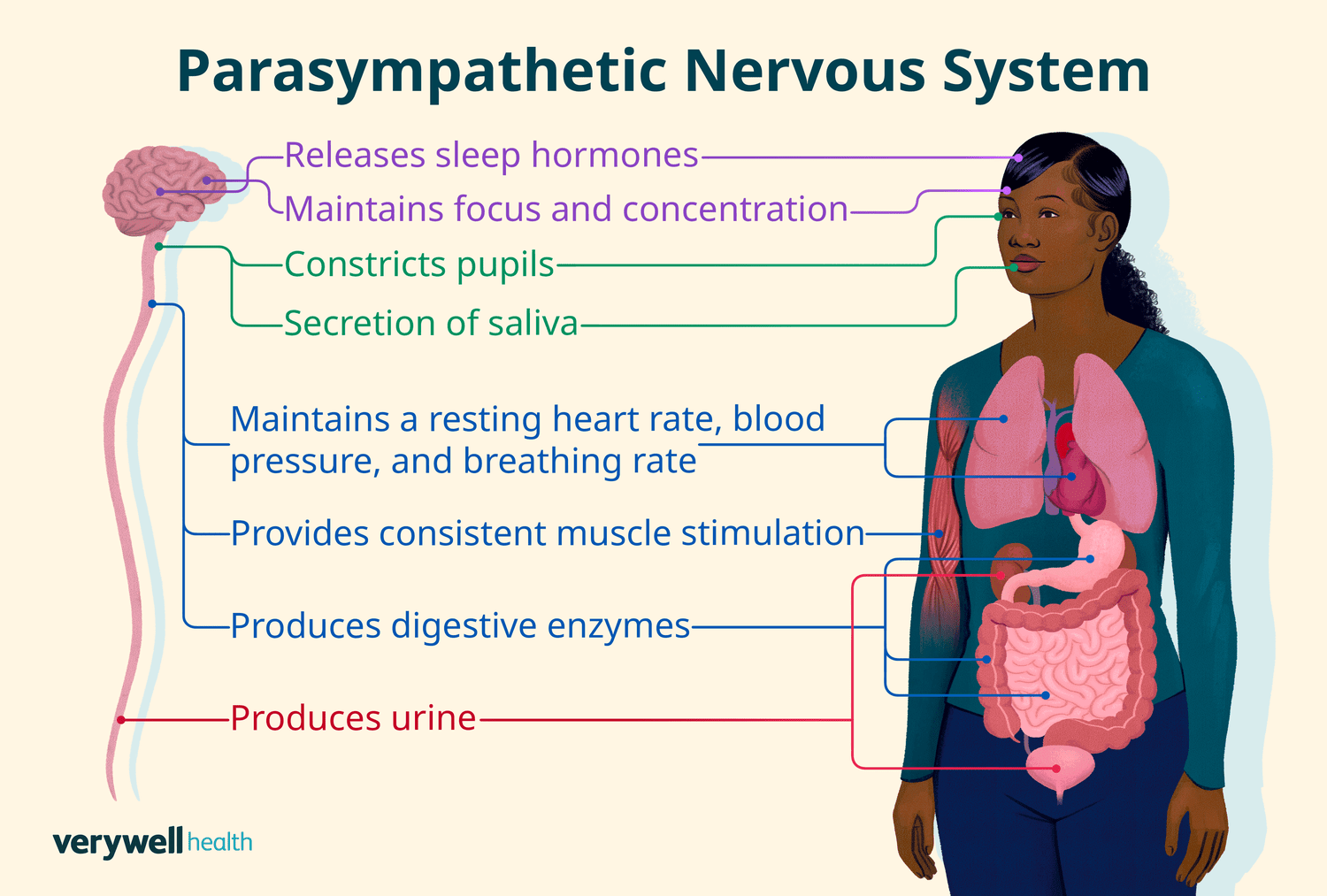 激活副交感神经的方法
