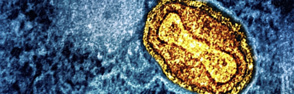 线粒体似乎控制着一个细胞基本上所有基因的表达