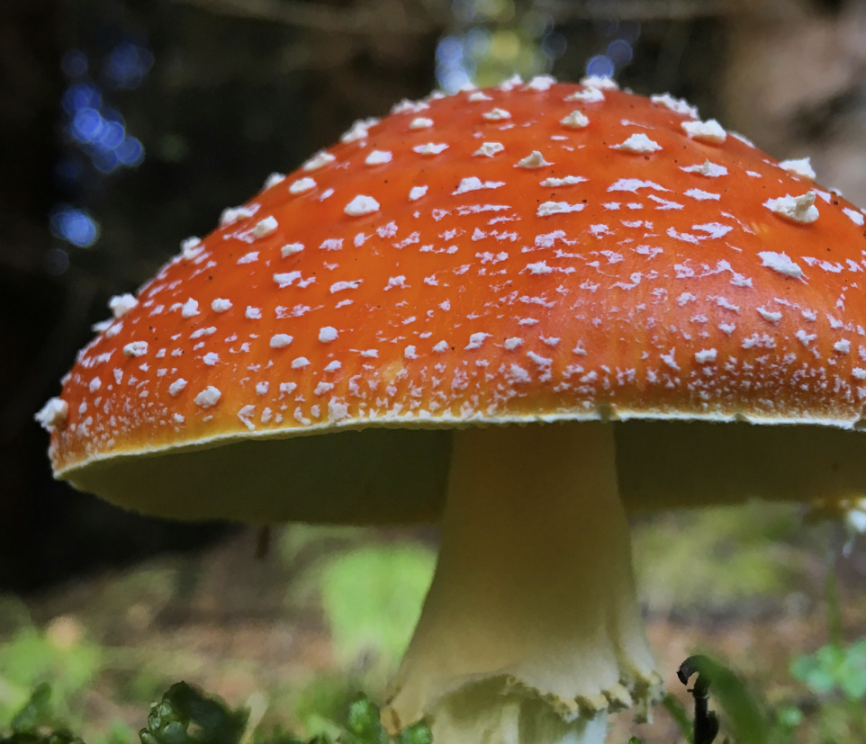 菌子的毒性类型以及原理